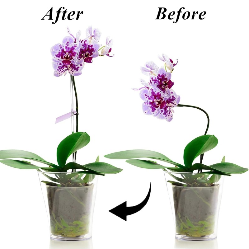 Reusable Clear Flower Support  - Florist Supp 评论和价格